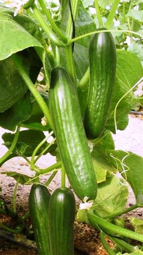 The dosakai melons are used in india for pickling, (in the indian style) and for using as an ingredient in sambar a type of lentil/vegetable stew prevalent in. Hand-Pollinating Your Cucumber Plants | Dengarden