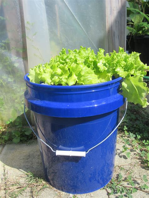 Hydroponic Bucket Garden Gardening In The Panhandle