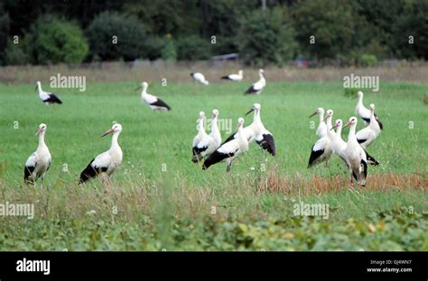 Migrating Storks Standing In A Field Stock Photo Alamy