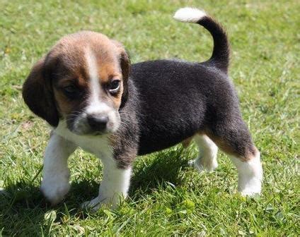 Contact us for quotes and more information regarding our teacup maltese puppies for sale near me. beagle puppies for sale in Delhi for Sale in Kochi, Kerala ...