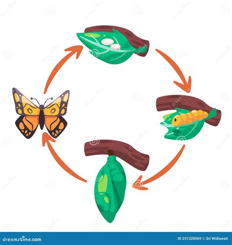 Butterfly Life Cycle Illustration Transformation From Egg Larva Pupa