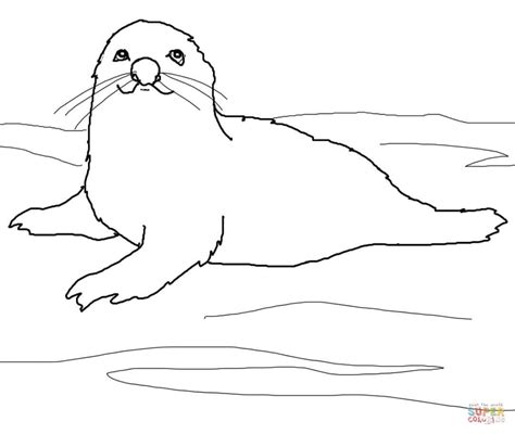 Seal Coloring Pages Kidsuki