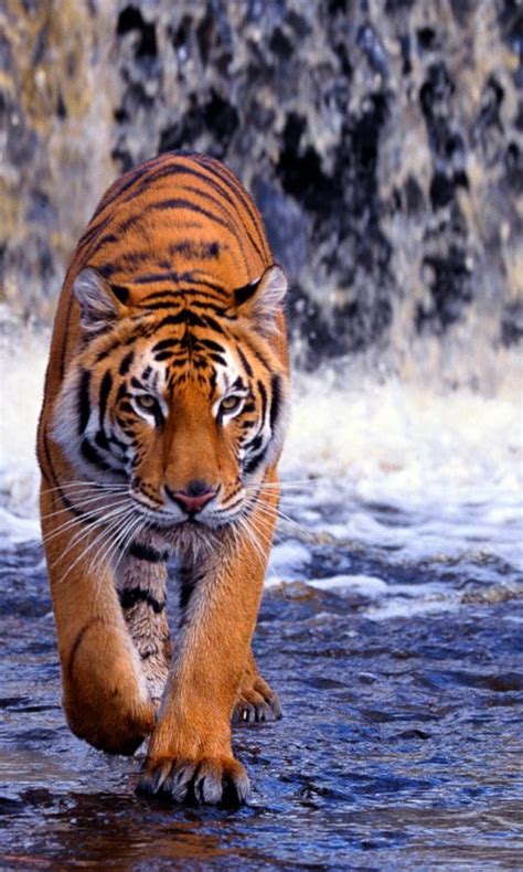 Tiger Waterfall Animal Wallpaper 611 480x800 Wallpaper Hd Wallpaper