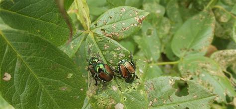 Japanese Beetles Theyre Colorful Theyre Hungry And Theyre Here