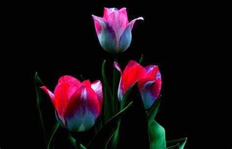 Bunga Tulip Merah Wallpaper