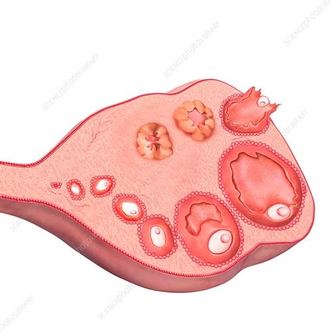 Ovarian Cycle And Ovulation Illustration Stock Image F0181082