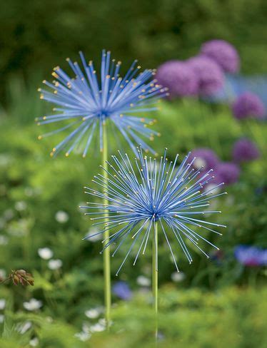 We did not find results for: everlasting alliums // gardeners.com | Metal flowers ...