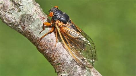 Cicadas are large insects that appear in late spring/early summer and make a lot of noise. Science Bytes: One cicada, two cicada, three cicada and a ...