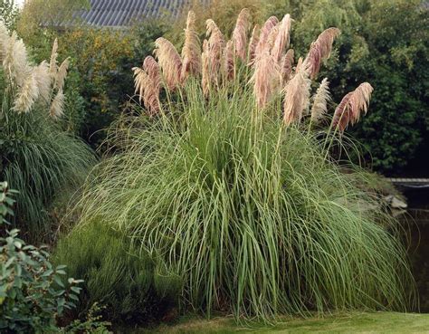 Cortaderia Selloana Rosea Pink Pampas Grass