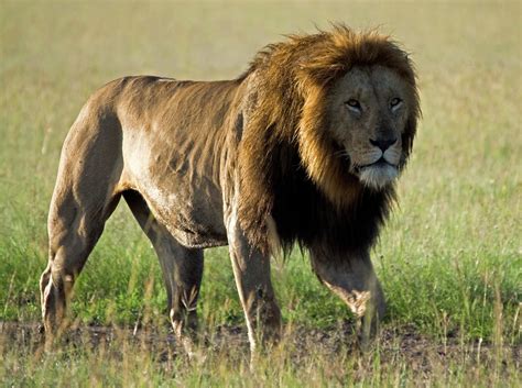 Prowling Lion By Wldavies