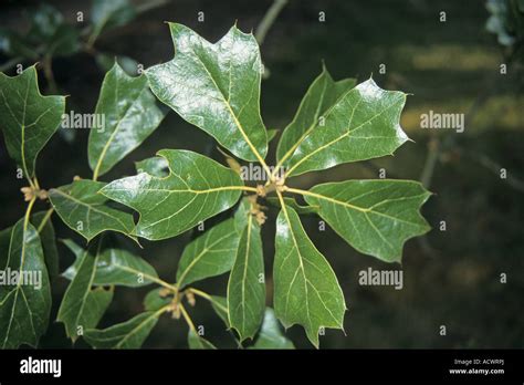 Blackjack Oak Quercus Marilandica Leaf Stock Photo Alamy
