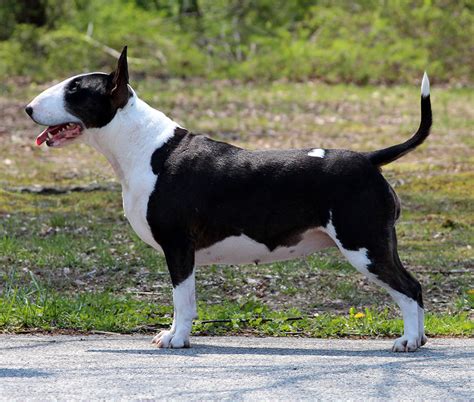 Notorious Bull Terriers Standard Bull Terriers And Miniature