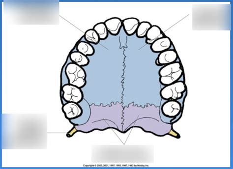 Roof Of Mouth Diagram Quizlet