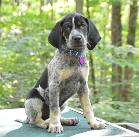 Don't miss what's happening in your neighborhood. New bluetick coonhound puppy, Shelby. LOVE! | Hound ...