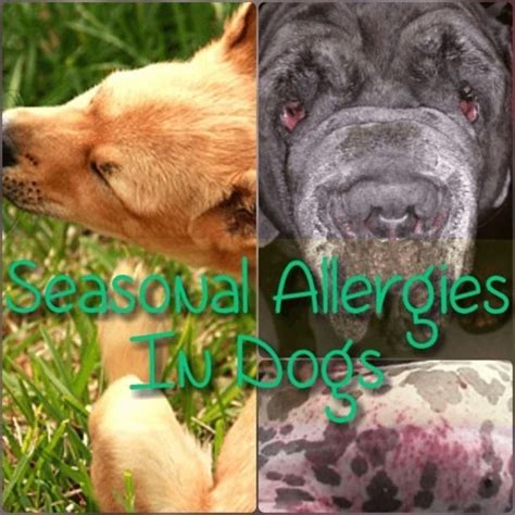 Seasonal Allergies In Dogs Pets Best Natural Home Remedies Dog
