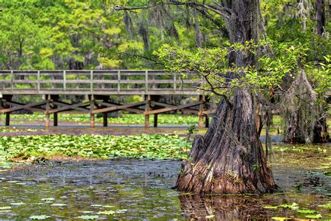 The Swamp Bridge Photograph By Amber Kresge Fine Art America