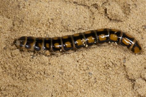 Railroad Worm O Coleoptera F Phengodidae Larval Glow Flickr