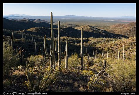 Picturephoto Cactus Forest From Tucson Mountains Saguaro National Park