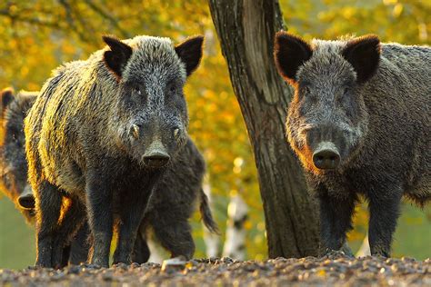 Apparently Maine Has Wild Boars?!