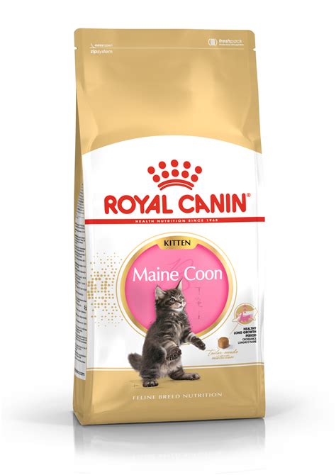 maine coon kitten royal canin au