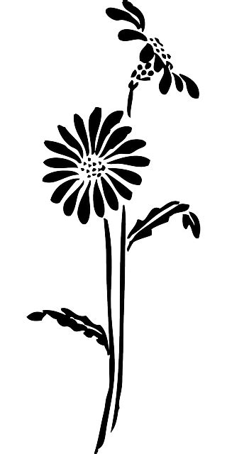 Free Vector Graphic Daisy Dasies Common Daisy Free Image On