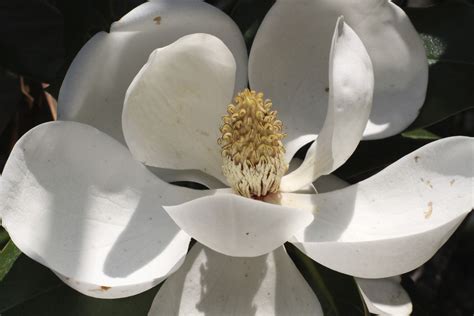 Shadow play on magnolia | Southern magnolia tree, Southern magnolia, Magnolia trees