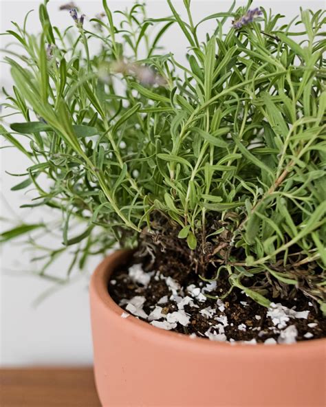 How To Grow Lavender Indoors Apartment Therapy English Lavender Plant