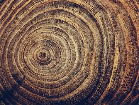 Tree Rings Reveal Our Past — And Our Future