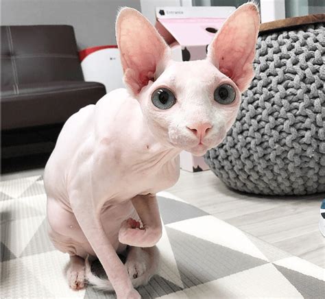 These Sphynx Babies Will Instantly Melt Your Heart I Can Has