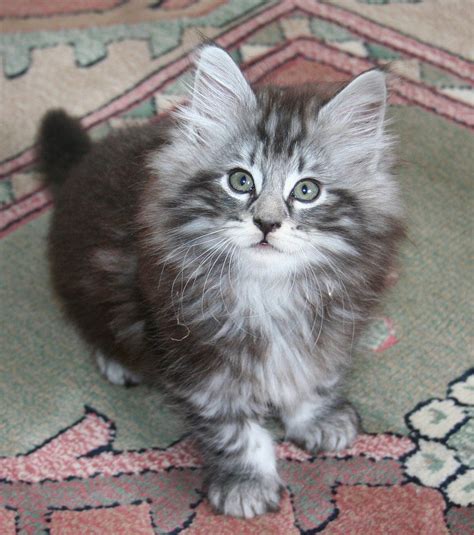 Cute Overload Norwegian Forest Cat Cats Cats And Kittens