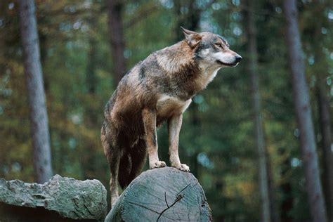 Wolves Livestock: Killing Predator Leads To More Livestock Deaths | Time