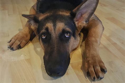 Früher wurde er intensiv zur jagd. Nein zu gewalttätigem Hundetrainer - nein zu Cesar Millan!