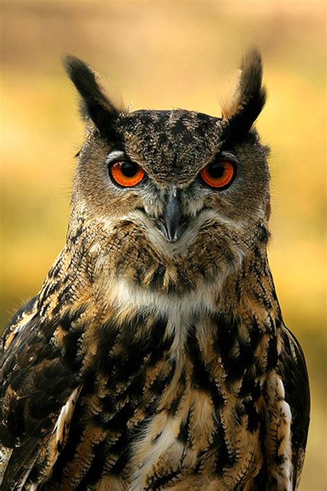 Owl Free Stock Photo Public Domain Pictures