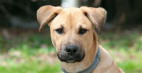 Black Mouth Cur Pit Mix Everything You Need To Know About This 🐶 Petibble