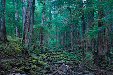 North American Forest Plants