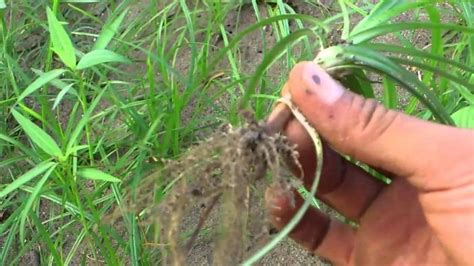 Sering Kamu Abaikan, Ternyata Rumput Teki Sangat Bermanfaat Untuk