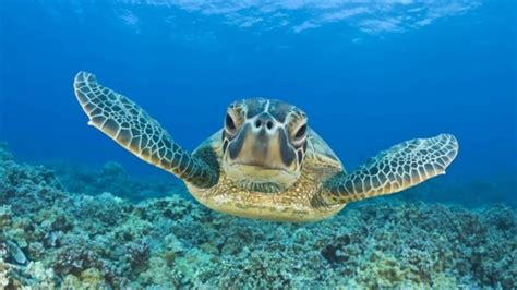 Underwater Sea Turtle Background 7680x4320 Wallpaper Teahub Io