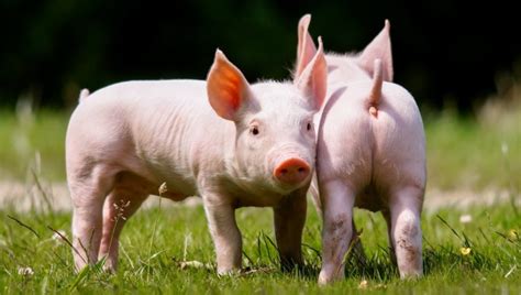 Domestic Pig Two Animals Wallpapers Wallpapers Hd Desktop And