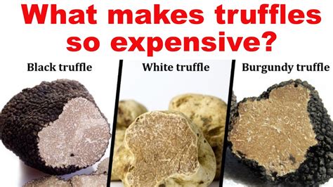 Why Real Truffles Are So Expensive What Makes Truffles So Expensive