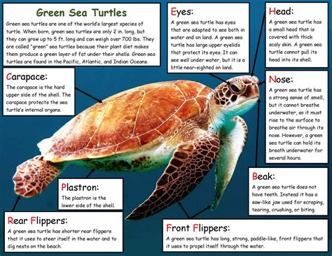 How Do Green Sea Turtles Breathe