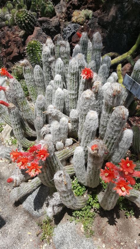 Cephalocereus Senilis Aka Old Man Cactus Flowering Cactus