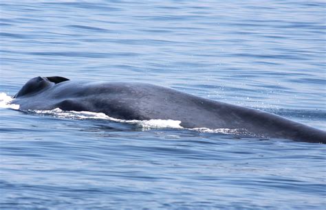 Blue Whale Balaenoptera Musculus