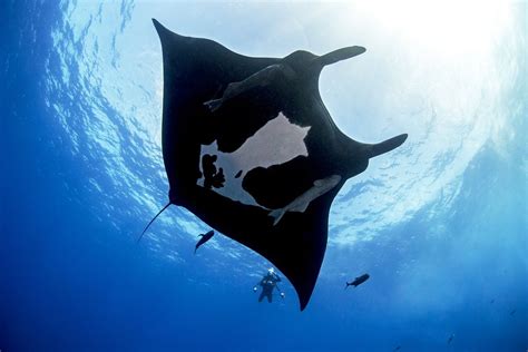 Giant Pacific Manta Ray Smithsonian Photo Contest Smithsonian Magazine