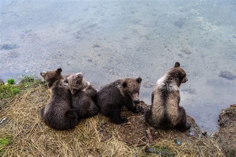 Four Brown Bear Cubs Sitting On The Side Of The Brooks River Waiting
