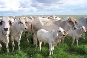 With improved growth and performance, brahman cattle increase profitability and enhance herd. Brahmans cows, Breedplan - ABC Rural (Australian Broadcasting Corporation)