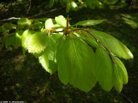 Arboreality Tree Blogging Tri Color Beech Tree