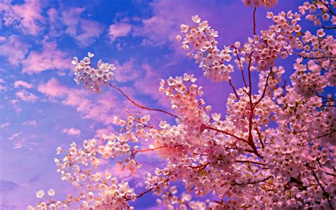 Cherry Blossom Tree Wallpaper 4k Hd Id4625