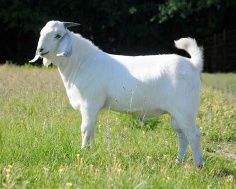 South African Goat Breeds
