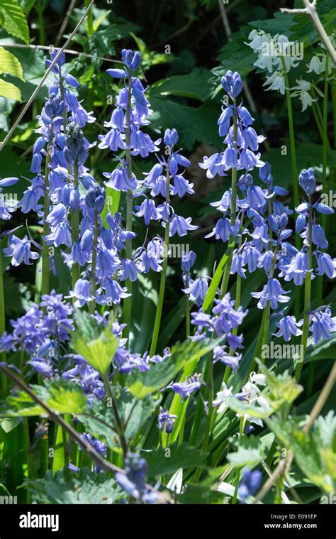 Blue Bluebell Hispanica Flowers In Spring Bloom In An Oxfordshire