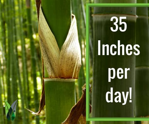 Bamboo Is The Fastest Growing Woody Plant In The World It Can Grow 35